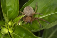 L'Olie  chaussettes (Araneae - Sparassidae - Olios argelasius)